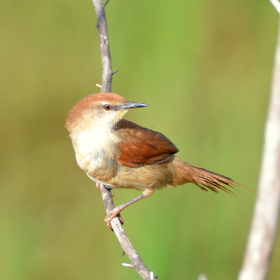 Rufous Homerro